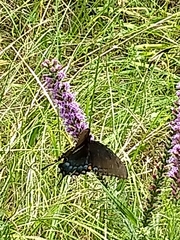 Liatris pycnostachya