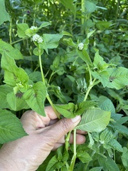 Persicaria nepalensis