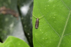 Lecithocera