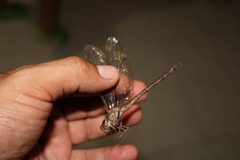 Gynacantha