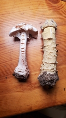 Amanita amerirubescens