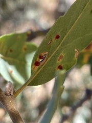 Neuroterus saltatorius