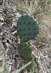 Opuntia macrorhiza