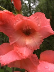 Gladiolus × hortulanus