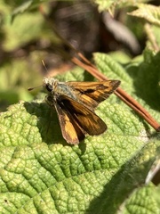 Ochlodes sylvanoides