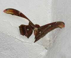 Attacus atlas