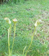 Pterostylis curta