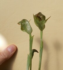 Pterostylis curta