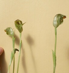 Pterostylis curta