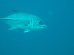 Caranx latus