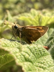 Ochlodes sylvanoides