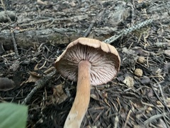 Laccaria bicolor