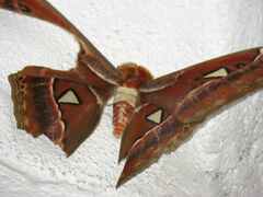 Attacus atlas