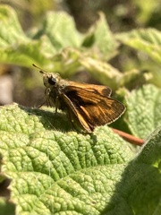 Ochlodes sylvanoides