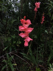 Gladiolus × hortulanus