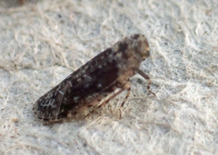 Catonia nava