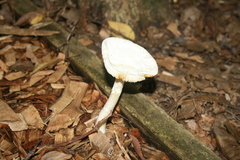 Amanita aestivalis