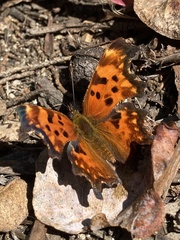 Polygonia oreas