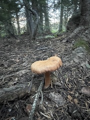 Laccaria bicolor