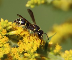 Ancistrocerus adiabatus