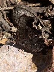 Polygonia oreas