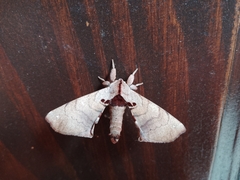 Apatelodes torrefacta