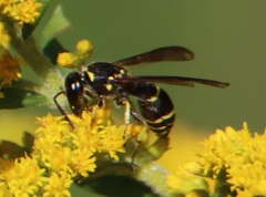 Ancistrocerus adiabatus