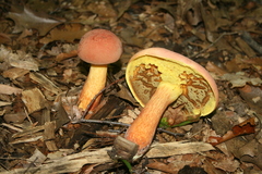 Lanmaoa pseudosensibilis