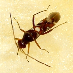 Sericophanes heidemanni