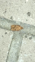 Agonopterix thelmae