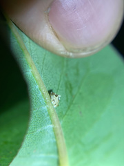 Ceroplastes cirripediformis