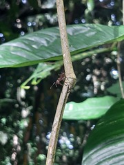 Ectatomma tuberculatum