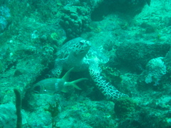 Eretmochelys imbricata