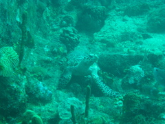 Eretmochelys imbricata