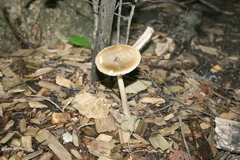 Amanita ceciliae