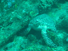 Eretmochelys imbricata