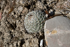 Mammillaria haageana