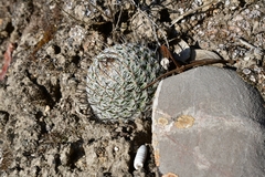 Mammillaria haageana