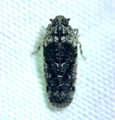 Catonia nava