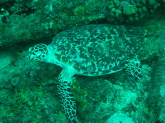 Eretmochelys imbricata