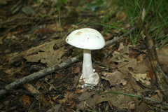 Phalloideae