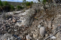 Mammillaria haageana
