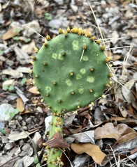 Opuntia macrorhiza
