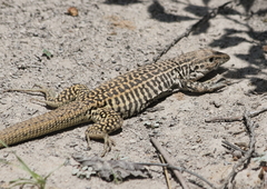 Aspidoscelis tesselatus