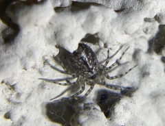 Oecobius navus