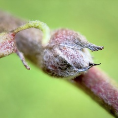 Malus domestica