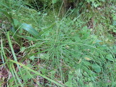 Equisetum pratense