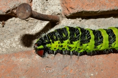 Copaxa multifenestrata