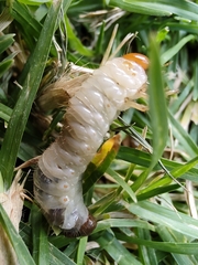 Scarabaeidae