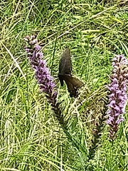 Liatris pycnostachya